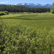 Green field and bushes with snow-capped mountains and a forest under a clear blue sky in the background