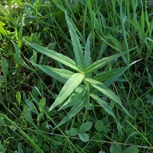 Green plant with elongated, pointed leaves arranged in a radial pattern among grass and other small plants