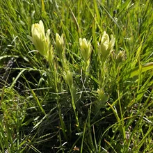 Cluster of pale yellow flowers growing among green grass in bright sunlight