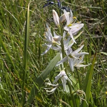Cluster of white flowers with long petals growing among green grass and a taller purple flower in the background