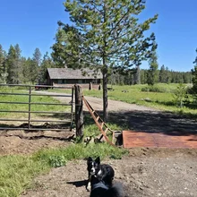 Two black and white dogs on a dirt path near a metal gate with a wooden fence post and a tall pine tree, with a log cabin and forest in the background under a clear blue sky