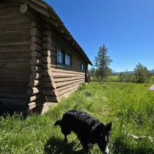 Black and white dog walking through tall grass beside a rustic wooden cabin under a clear blue sky