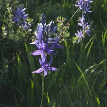 Tall stems with clusters of small, purple star-shaped flowers surrounded by green grass and foliage