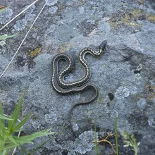 small snake with yellow and black stripes resting on a rock covered with lichen and surrounded by grass