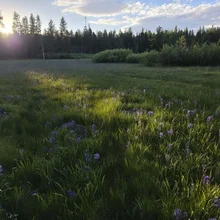 Sunlight shining through trees onto a grassy field dotted with purple wildflowers and scattered rocks