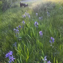 Purple wildflowers in tall green grass with a black and white dog walking in the background under a setting sun