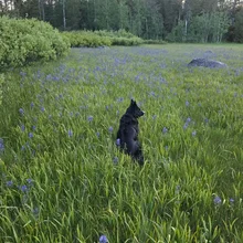 black dog sitting in a field of tall green grass with purple flowers, facing away toward a forest edge