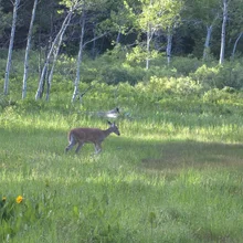 A deer grazing in a sunlit meadow with green grass and trees in the background