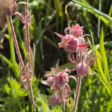 Cluster of fuzzy pink wildflowers with slender stems surrounded by green grass and foliage in sunlight
