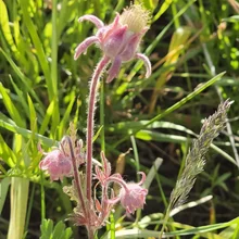 Close-up of a single pinkish flower with multiple petals and fine hairs on its stems and leaves, surrounded by green grass and plants