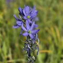 close-up of a tall purple wildflower with several blossoms and some dried petals against a blurred green background