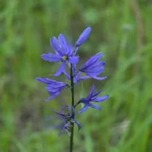 single slender stem with several small purple flowers against a blurred green background
