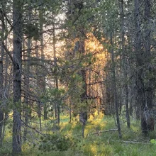 Sunlight filtering through dense pine trees onto green grass and wildflowers in a forest