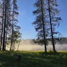Tall trees with thin trunks standing near a body of water with mist rising and sunlight casting shadows on green grass