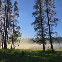 Tall trees standing beside a grassy area with mist rising over a body of water under a clear blue sky
