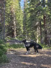 black and white dog wearing a harness standing on a forest trail surrounded by tall evergreen trees