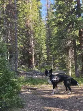 Black and white dog with a harness standing on a forest trail surrounded by tall green trees