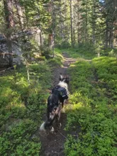 black and white dog with a backpack walking on a forest trail surrounded by greenery and trees
