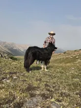 Man in plaid shirt and cowboy hat standing on a grassy hillside with a large black and white dog