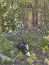 black and white dog lying on a forest floor with green shrubs and trees in the background