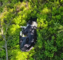 Black and white dog lying down curled up on dense green foliage with sunlight casting shadows