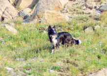 black and white dog standing alert in a grassy field with wildflowers and large rocks