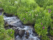 Clear creek flowing over rocks surrounded by green plants and small purple and pink wildflowers
