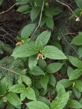 Cluster of green leaves with small reddish-brown flowers hanging beneath, surrounded by pine needles