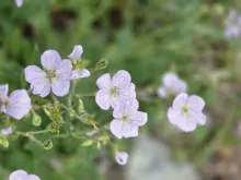 Delicate pale purple flowers with darker purple veins and green foliage background