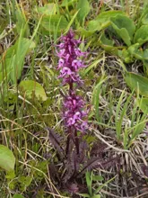 Tall flowering plant with clusters of purple and pink flowers and dark reddish leaves growing in grassy vegetation
