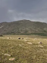 Two small black animals in a grassy, rocky field with a large hill in the background under a cloudy sky