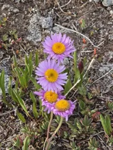 Four purple daisies with yellow centers growing among green leaves and rocky soil