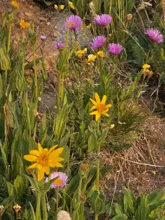 Yellow and purple wildflowers growing among green foliage and dry grass on rocky soil