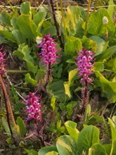 clusters of bright pink flowers with tubular petals growing among green leafy plants