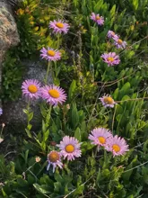 Cluster of small purple wildflowers with yellow centers growing among green leaves and rocks