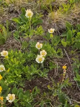 Small white flowers with yellow centers surrounded by green leaves and grass on a patch of soil