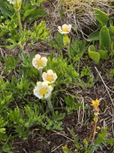Cluster of small white flowers with yellow centers growing among green leaves and grass on the ground