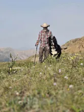 older man wearing a plaid shirt and cowboy hat walking with a black and white dog in a mountainous area with wildflowers