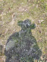 shadow of a person holding a camera cast on grassy ground with small white flowers and rocks