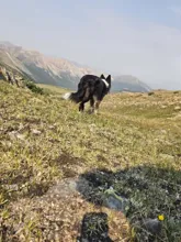black and white dog walking on a grassy mountain slope with distant rocky peaks under a hazy sky