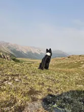 Black and white dog sitting on grass, facing mountains under a clear sky