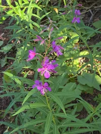 Tall plant with clusters of bright pink flowers and long narrow green leaves in a sunlit garden