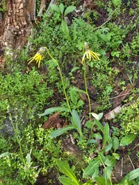 Two yellow wildflowers with thin petals and green leaves growing among small green plants and tree bark on the forest floor