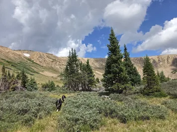 Two black and white dogs running through green shrubs in a mountainous landscape with evergreen trees and a partly cloudy sky