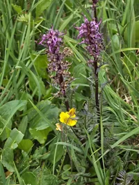 Tall purple wildflowers with curled petals surrounded by green grass and a small yellow flower