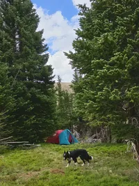 Black and white dog walking on grass in front of a red and blue tent surrounded by tall evergreen trees
