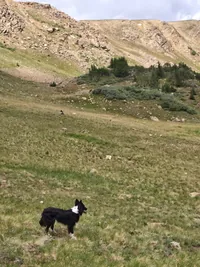 Black and white dog standing alert in a grassy mountainous landscape with rocky slopes and scattered trees