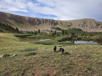 Two dogs walking on grassy terrain with a mountain and small ponds in the background