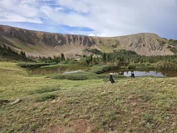 Two black and white dogs near small reflective ponds surrounded by grassy terrain and a rocky mountain ridge under a partly cloudy sky