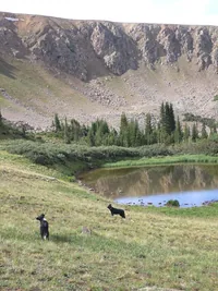 Two black and white dogs standing on grassy hillside near a small reflective pond with rocky cliffs and evergreen trees in the background